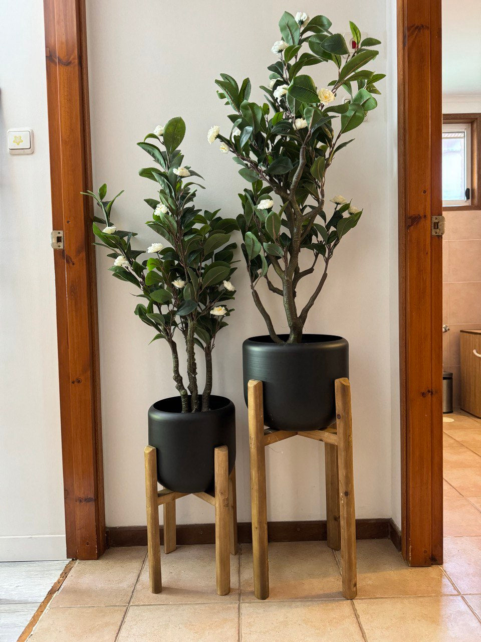 עץ קלמנטינות