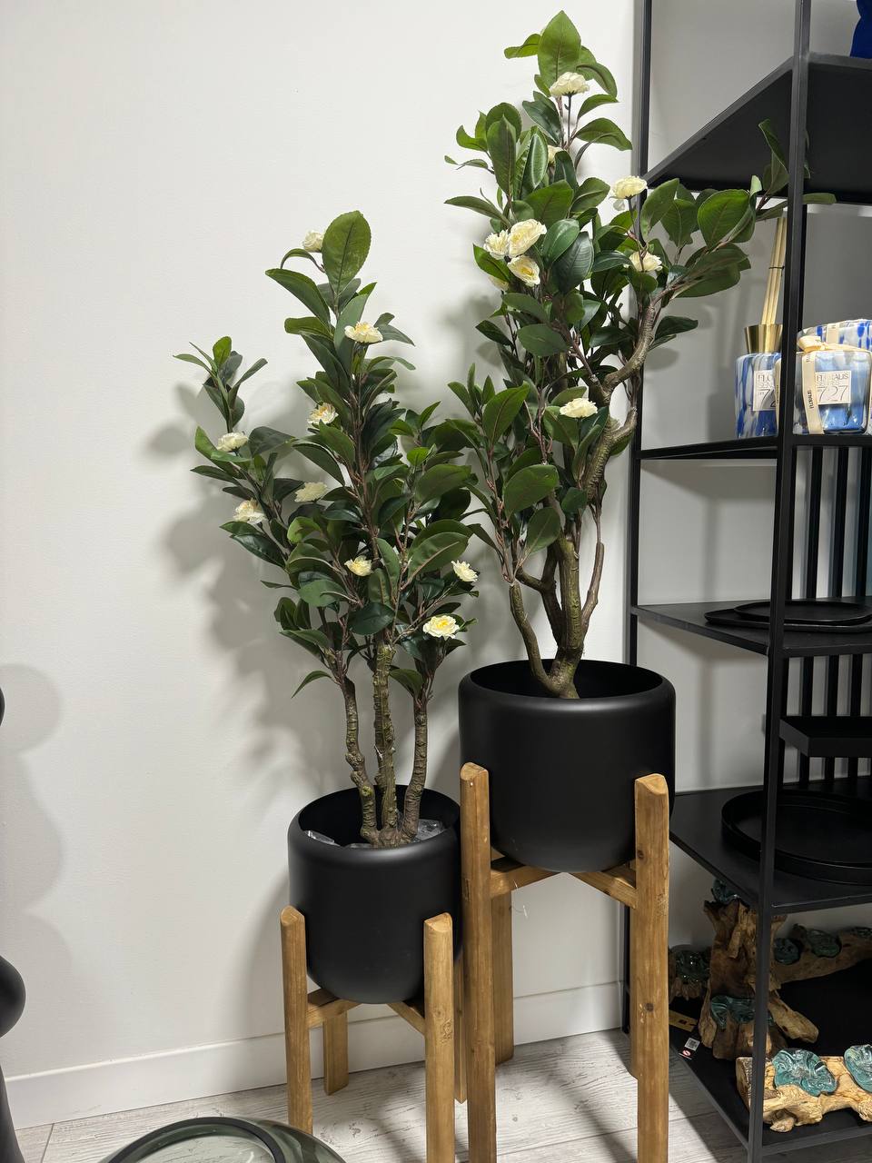 עץ קלמנטינות