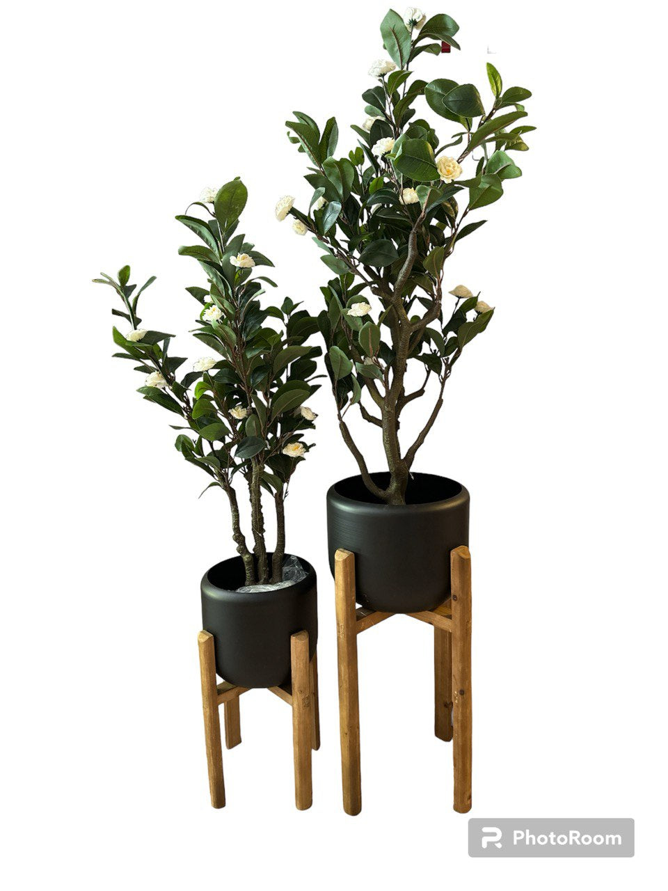 עץ קלמנטינות